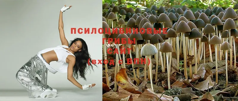 гидра как зайти  наркотики  Гулькевичи  Псилоцибиновые грибы Magic Shrooms 