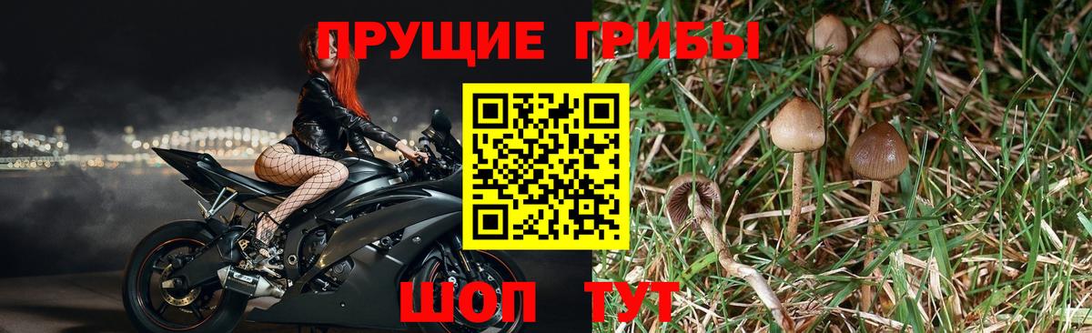 Галлюциногенные грибы Psilocybine cubensis Гулькевичи